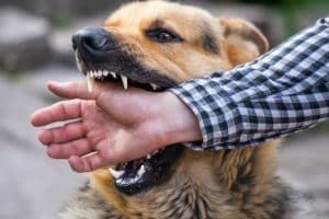 Dog Bites Can Cause Serious and Permanent Injuries
